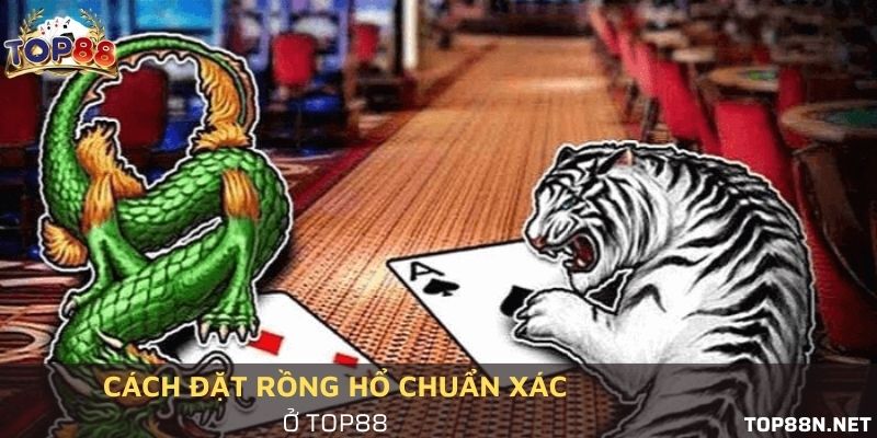 Hướng dẫn người mới cách đặt Rồng hổ chuẩn xác nhất Đặt Rồng hổ sao cho chuẩn nhất