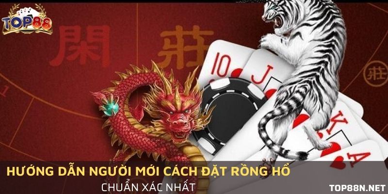 Hướng dẫn người mới cách đặt Rồng hổ chuẩn xác nhất Cách đặt Rồng hổ chuẩn xác